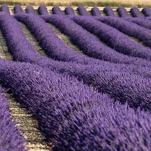 La Provencale Hébergement de vacances Valensole